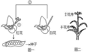 杂交示意图图片