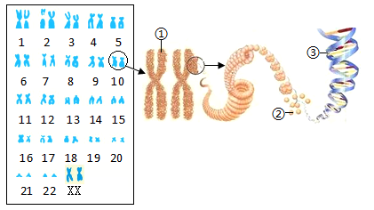 11 如图是某人染色体组成以及染色体和dna的关系示意图