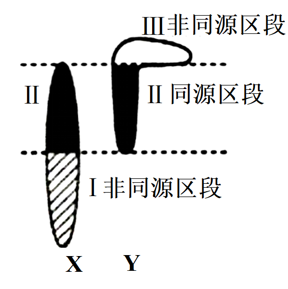 女孩染色体xy图片