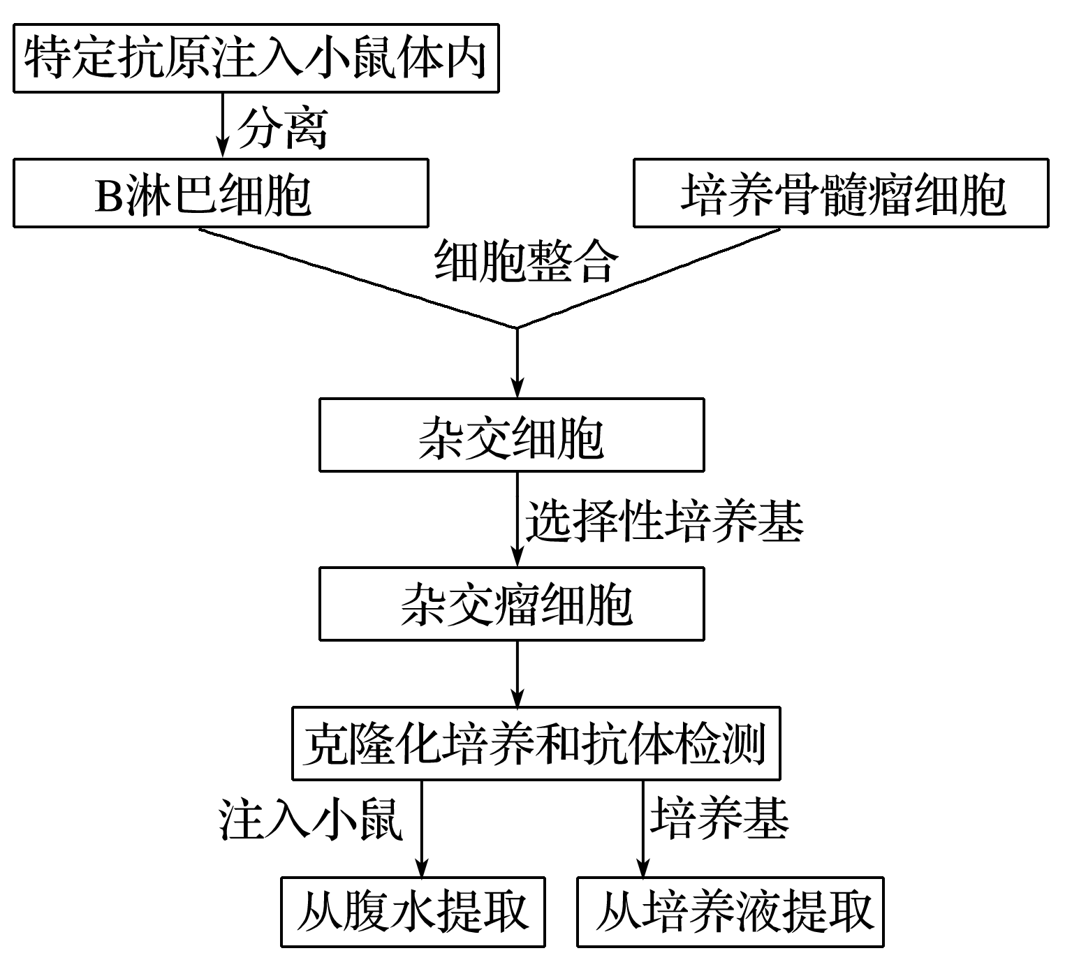 抗体制备的一般流程图图片