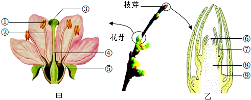 花芽结构示意图图片