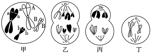 乙,丙,丁圖為該動物細胞處於不同分裂時期的染色體示意圖