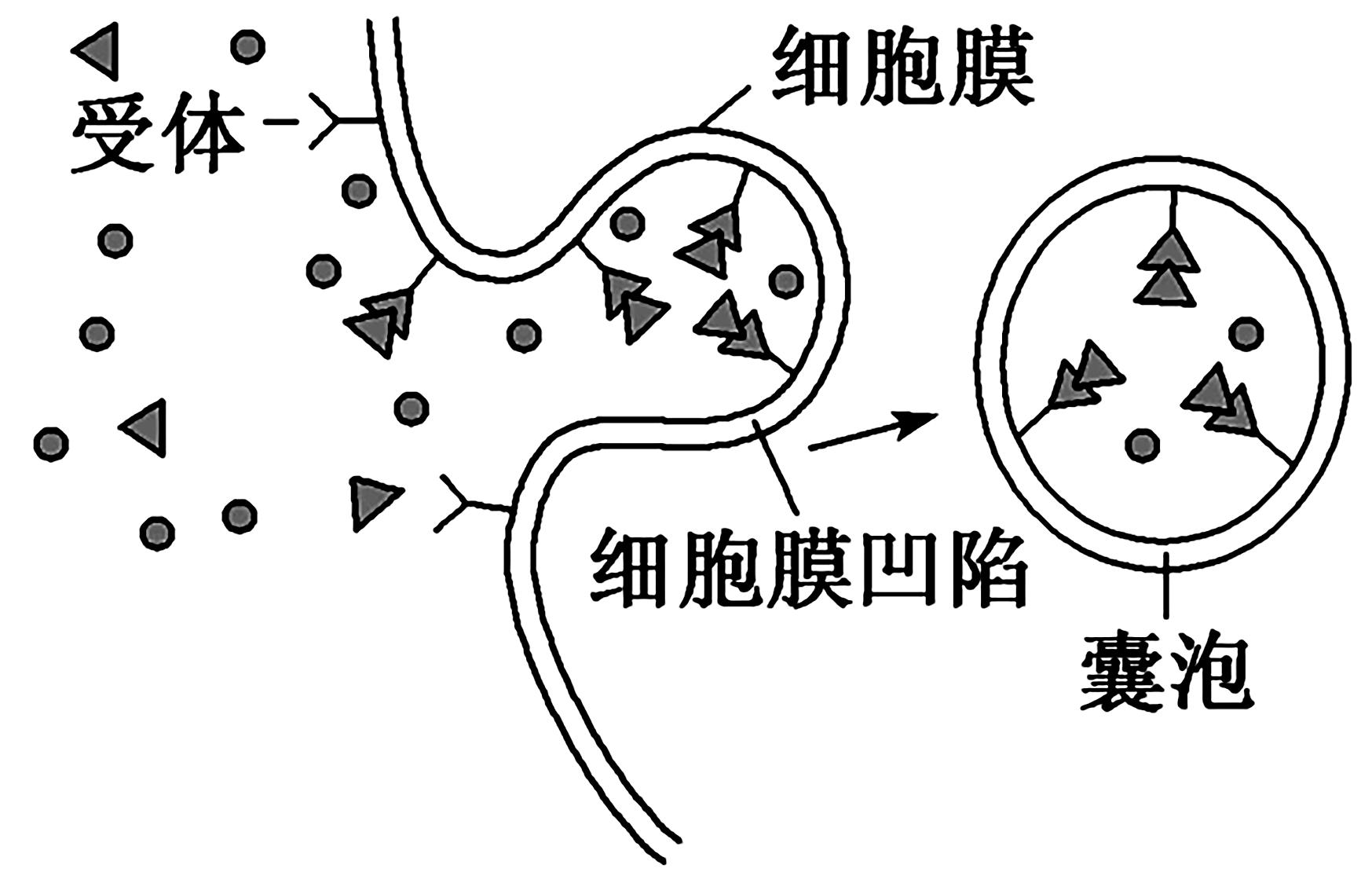 8 下图表示受体介导的胞吞过程