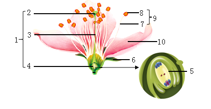 桃子种子的结构图片