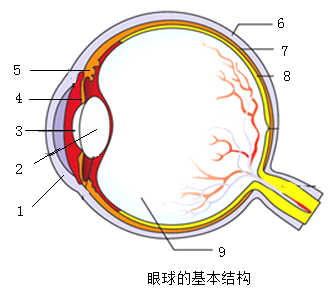 眼球结构图 简笔画图片