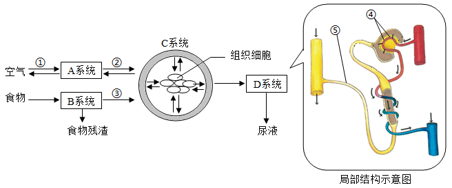 小腸很長,內有環形皺襞和