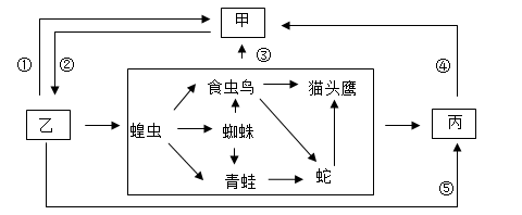 根据家鸽消化系统模式图回答