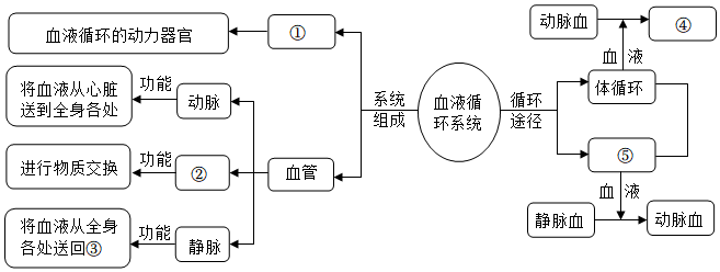 循环系统 简图图片