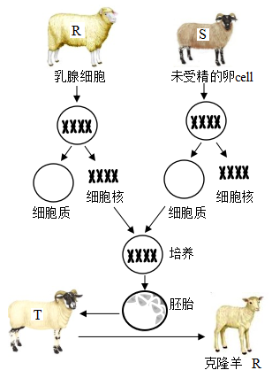 下图是克隆羊"多莉的诞生过程示意图,据图探究以下问题(1)在"多莉的