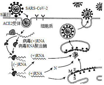 新冠病毒细胞图片