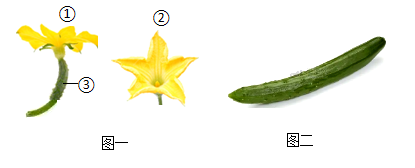 黄瓜的结构组成示意图图片