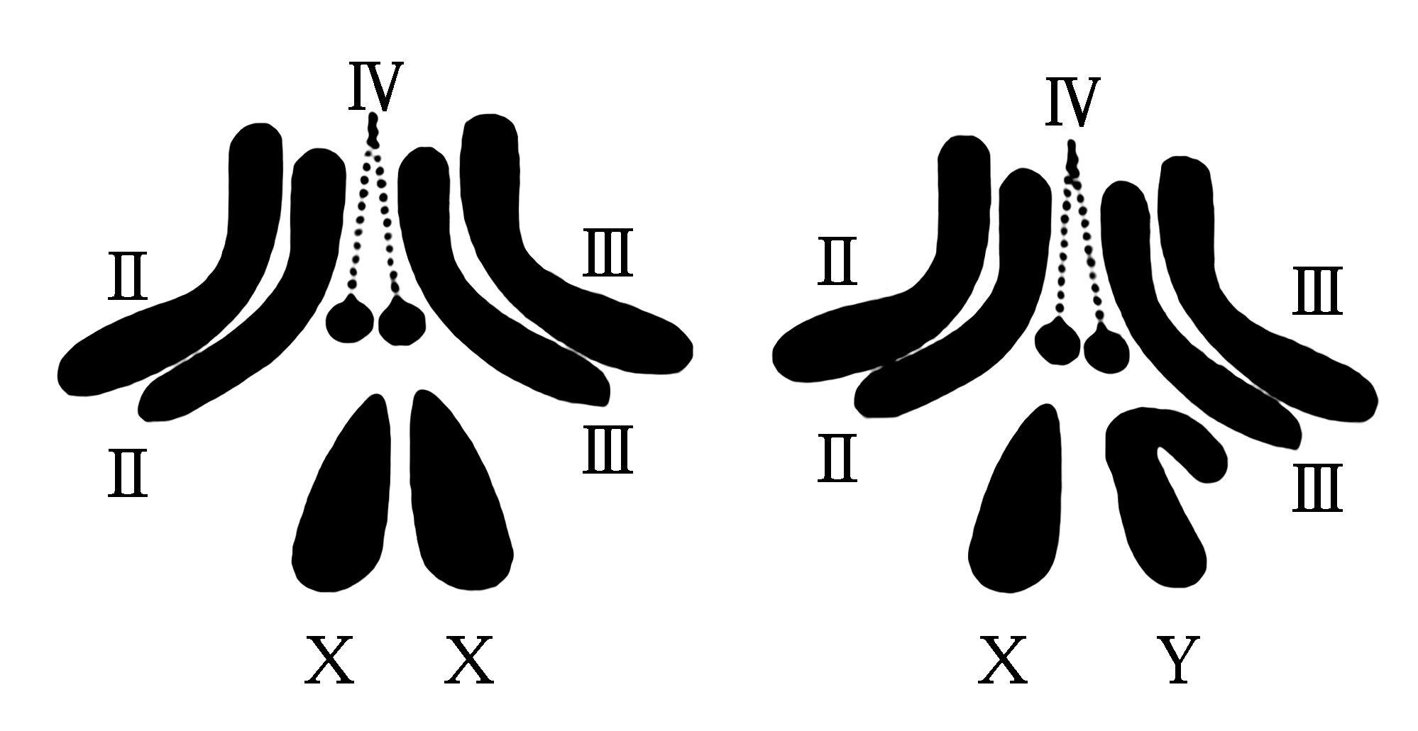马蛔虫染色体示意图图片