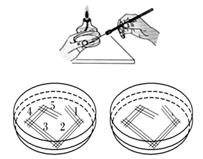 該操作步驟是接種,方法是平板劃線法d.