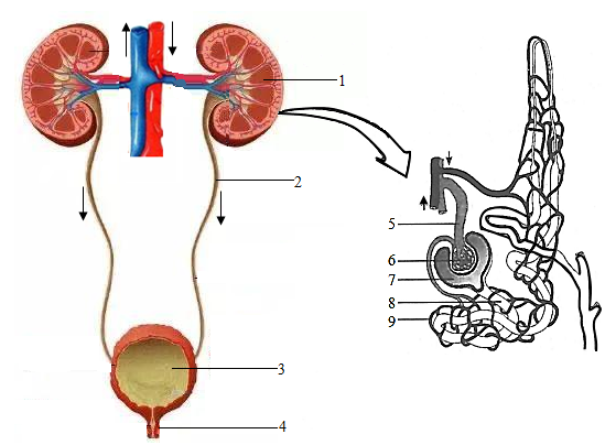 肾小体结构模式图图片