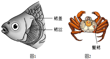 鱼鳃的结构图片