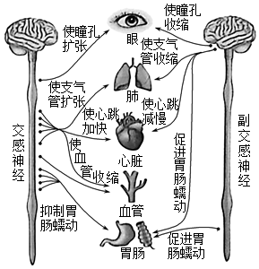 如图是自主神经系统的组成和功能示例,它们的活动不受意识的支配