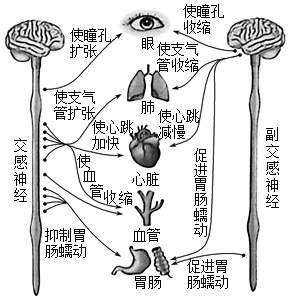 如图是自主神经系统的组成和功能示例