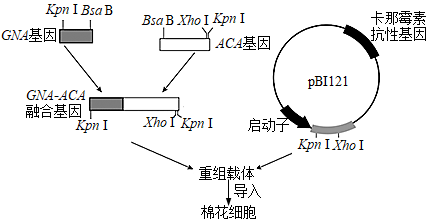 卡那霉素基因作为标记基因,可将转基因棉花细胞筛选出来d.