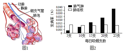 图1为支气管和肺泡局部示意图,图2显示吸烟人群中肺气肿和肺结核这