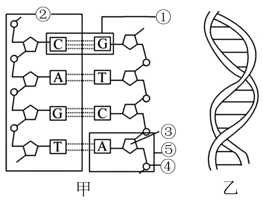 DNA分子结构平面图图片
