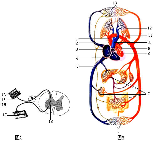 4 . 圖a為神經系統的反射弧示意圖;圖b是血液循環示意圖.