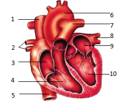 如图是人体心脏结构示意图据图回答下列问题
