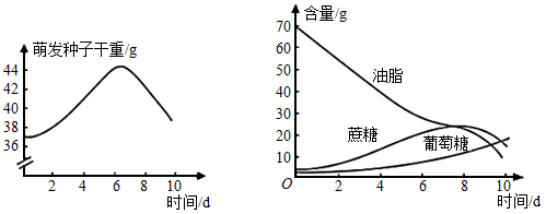 在蓖麻种子萌发过程中,油脂可以转化成糖类b