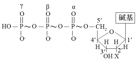 atp的结构简式及组成