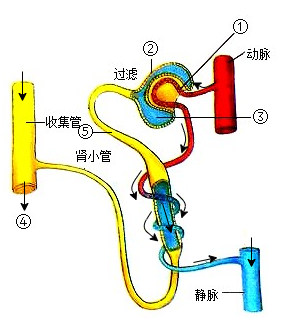 肾脏的结构图 肾单位图片