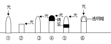 胚芽鞘向光弯曲图片