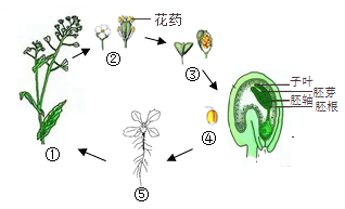 花生种子结构图手绘图片