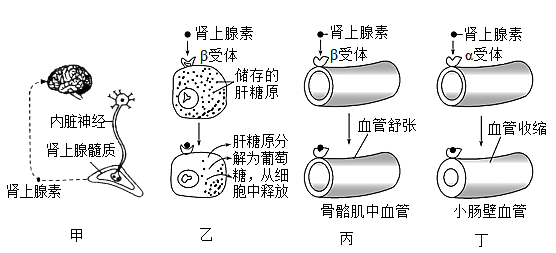 人在恐惧,严重焦虑,剧痛等紧急情况下,肾上腺素分泌会增多,因此肾上腺