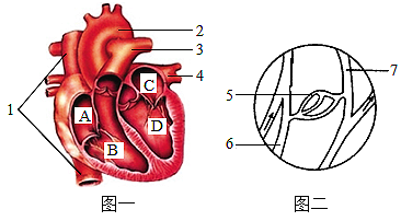 如图为心脏结构与功能示意图,请据图回答问题:(1)心脏壁主要是由