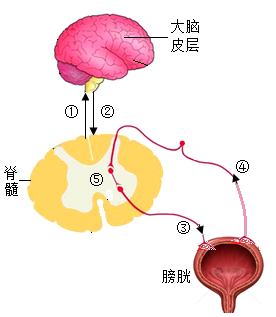 膀胱内既有排尿反射的感受器也有效应器