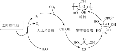 合成澱粉方面取得重要進展,在實驗室實現從二氧化碳到澱粉的全合成