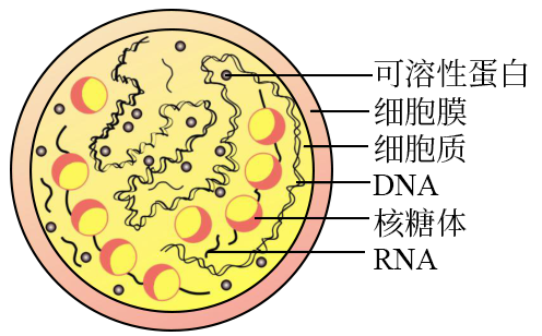 内质网b 核糖体c 高尔基体d 溶酶体