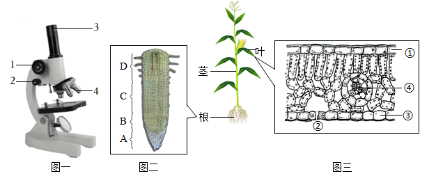 如圖一是普通光學顯微鏡的結構示意圖,圖二是植物根尖的切面示意圖,圖