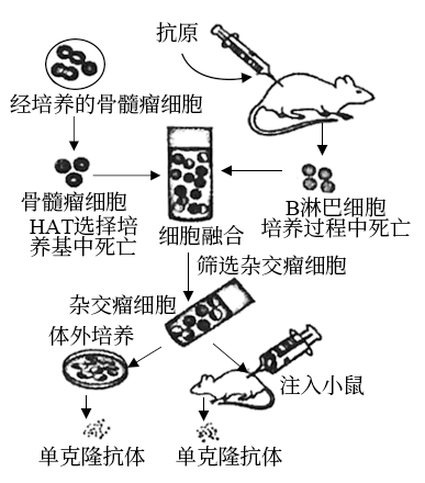 可用仙台病毒或聚乙二醇诱导b淋巴细胞和骨髓瘤细胞的融合c