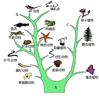 生物进化树手绘图片