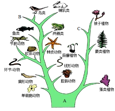 進化樹又稱系統樹系譜樹簡明地表示了生物的進化歷程和親緣關係此樹從