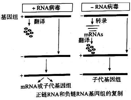 rna复制是以rna做为模板合成rna的过程发生在许多rna病毒的生活史中能