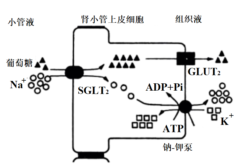 肾小管物质交换示意图图片