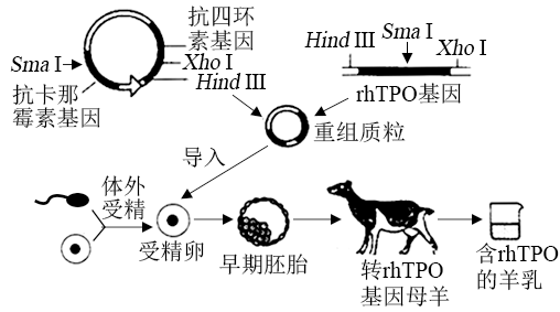 乳腺生物反应器流程图图片