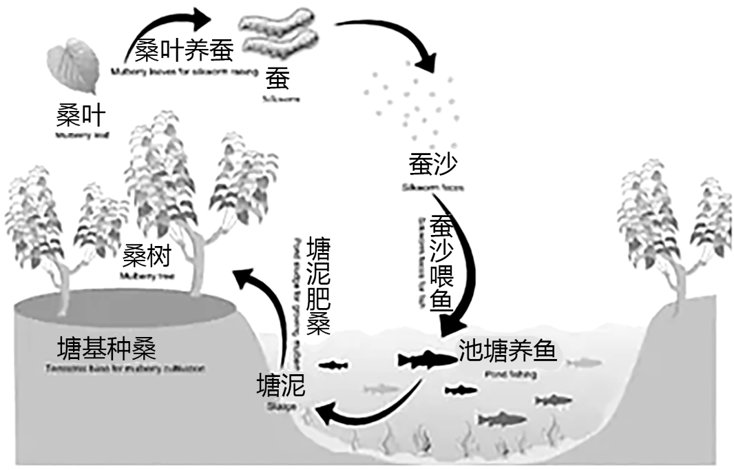 珠三角基塘农业图片