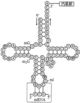 trna的空间结构图图片