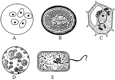 蓝细菌结构图手绘图图片