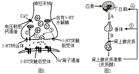 肾上腺轴图片