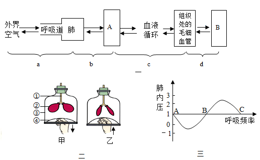 下圖的圖一是人體呼吸過程示意圖;圖二是模擬人體呼吸運動中膈肌運動