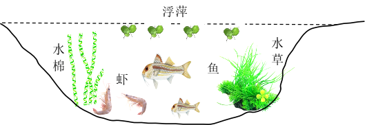 池塘生态系统图解图片