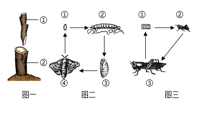 图一为植物嫁接示意图,图二,三分别为家蚕,蝗虫的生殖发育示意图,请据